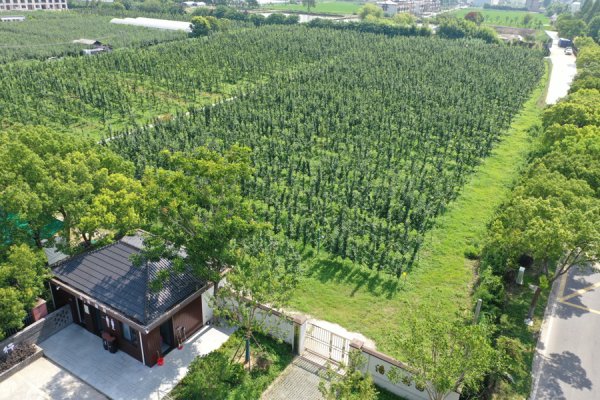 上海庄行蜜梨十年销量增长60%，这颗“国字号”梨凭啥让破费者追着买？